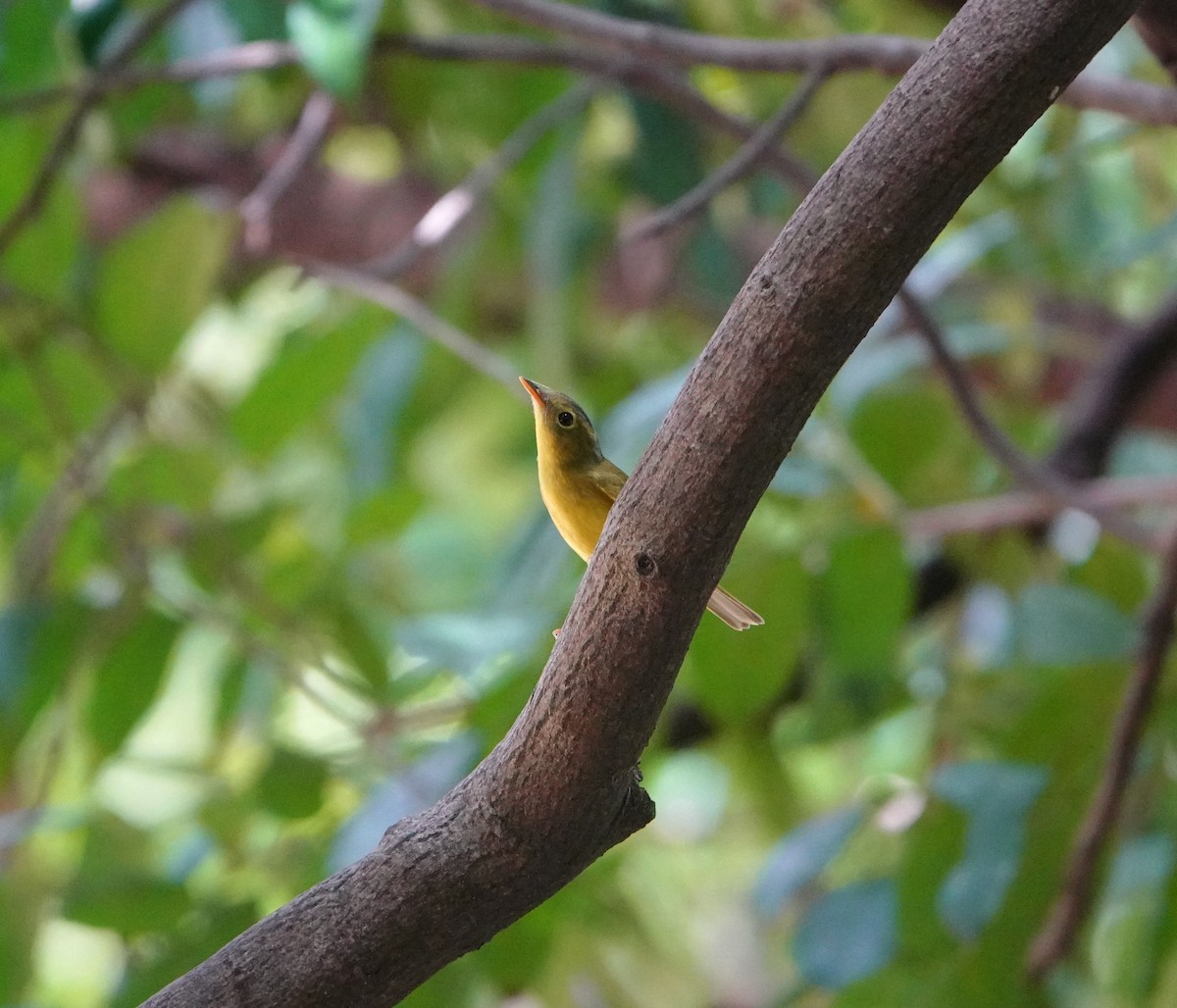 Alström's Warbler - ML642751093