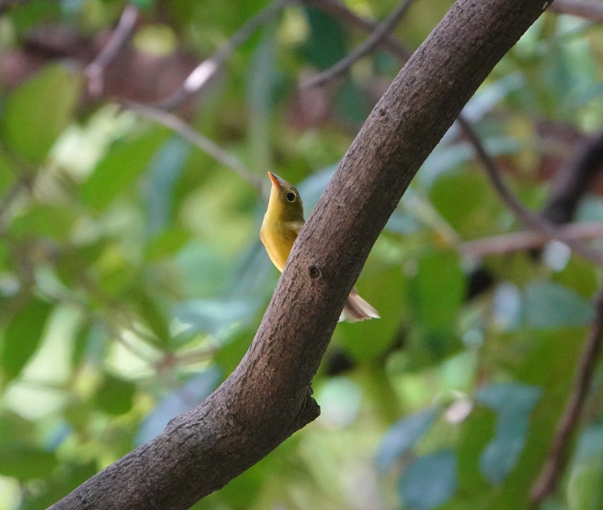 Alström's Warbler - ML642751094
