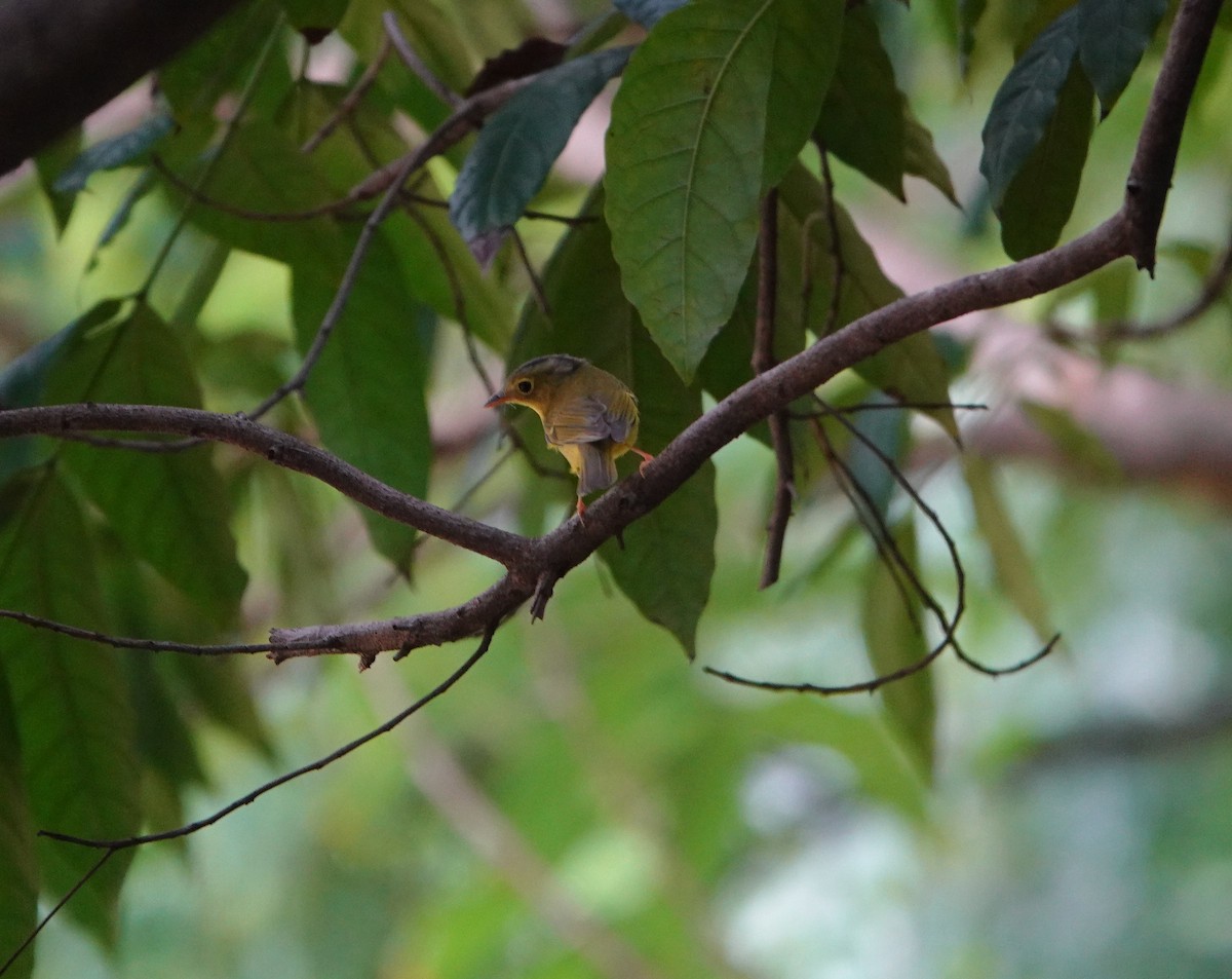 Alström's Warbler - ML642751095