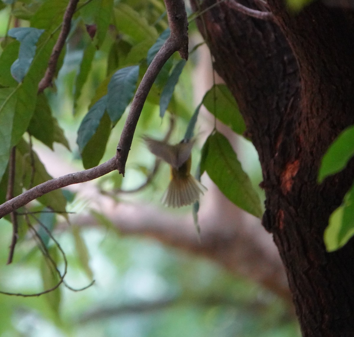Alström's Warbler - ML642751096