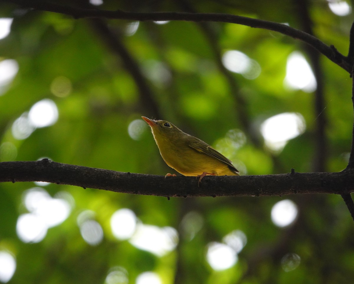 Alström's Warbler - ML642751101