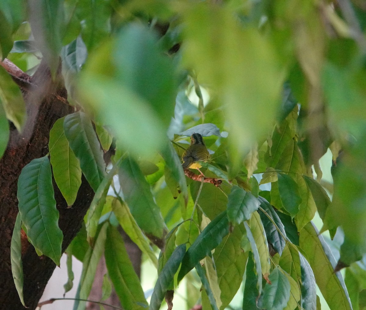 Alström's Warbler - ML642751102