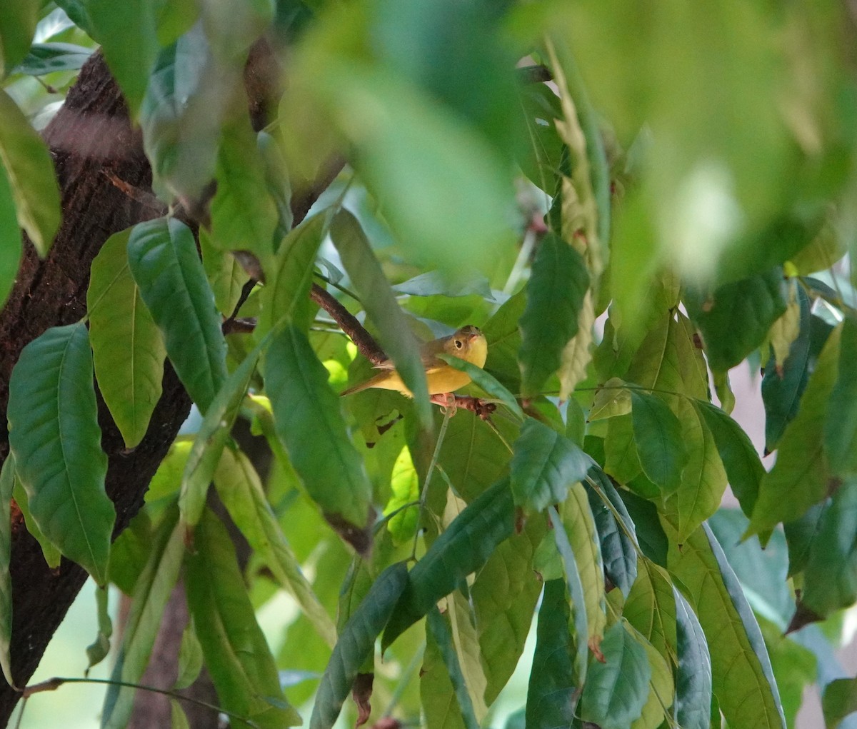 Alström's Warbler - ML642751103