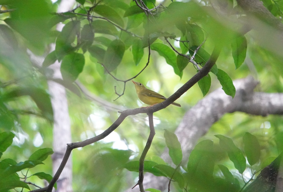 Alström's Warbler - ML642751104