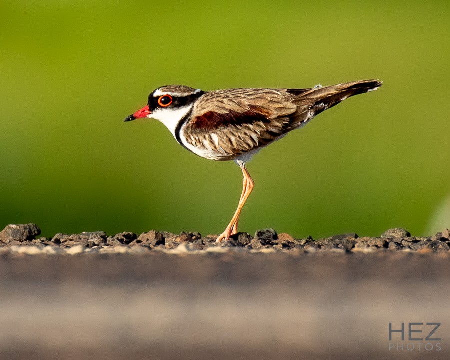 Black-fronted Dotterel - ML642751114