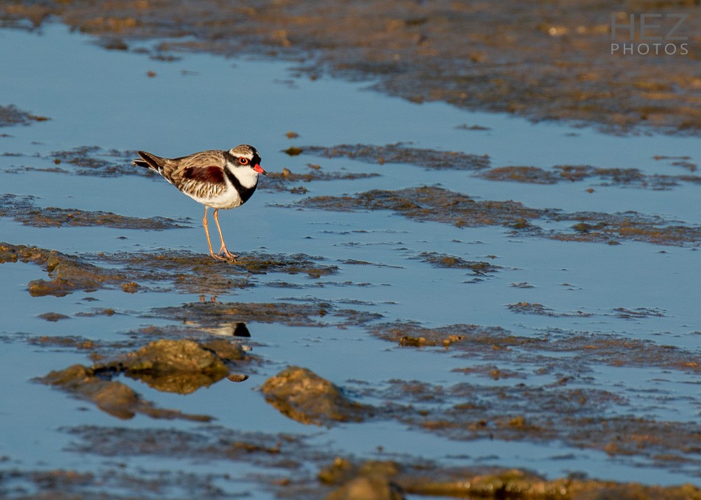 Black-fronted Dotterel - ML642751115