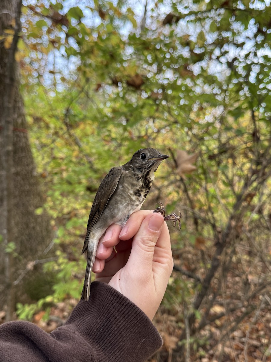 Gray-cheeked Thrush - ML642751120