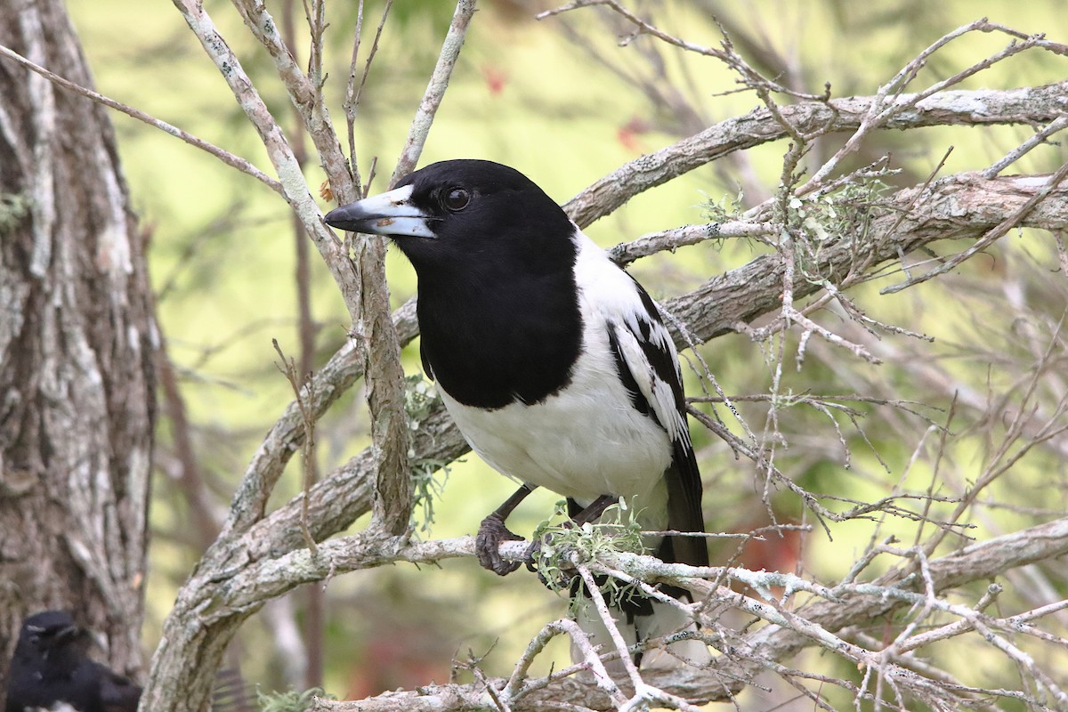 Pied Butcherbird - ML642751126