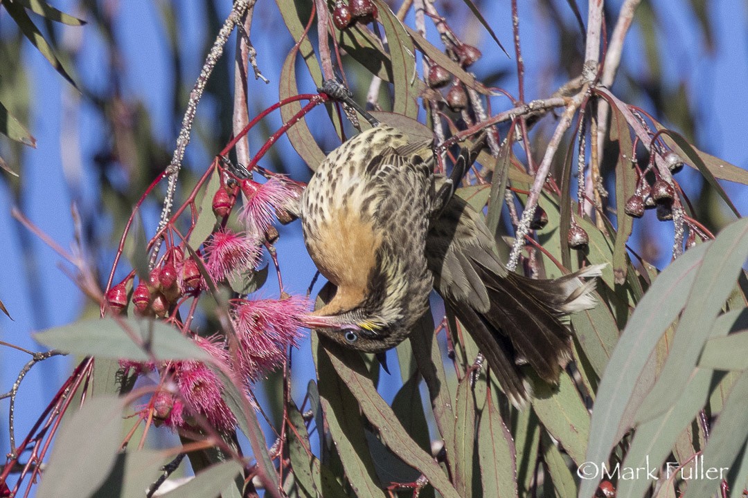 Spiny-cheeked Honeyeater - ML642751129
