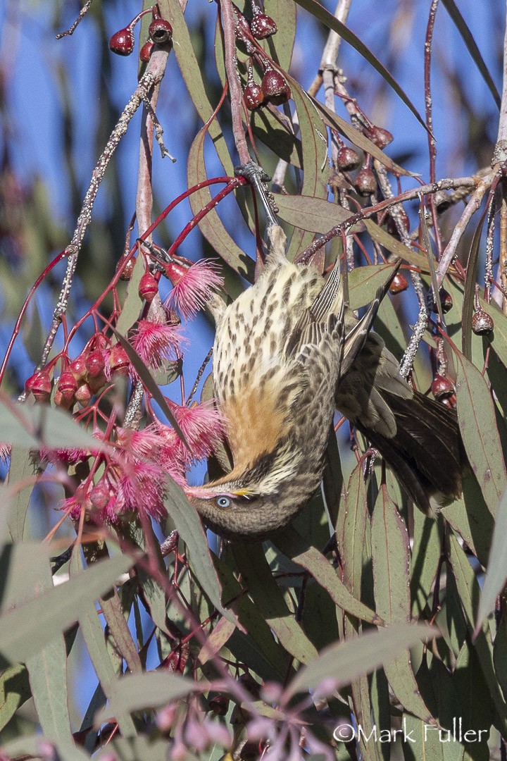 Spiny-cheeked Honeyeater - ML642751130