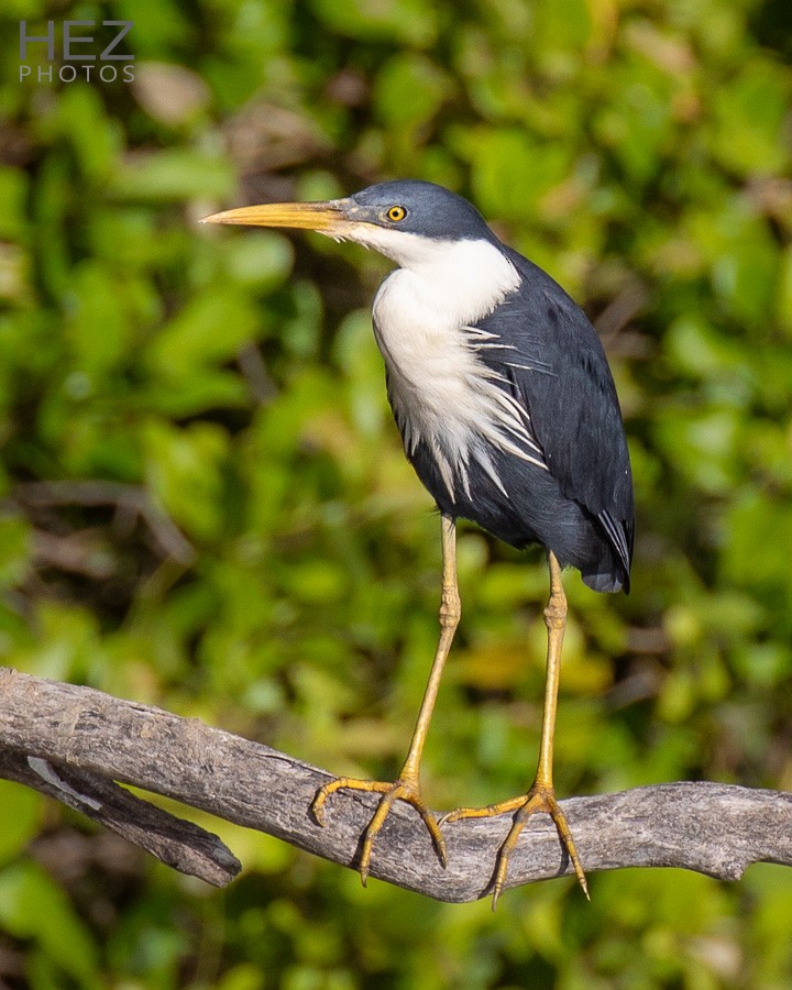Pied Heron - ML642751153