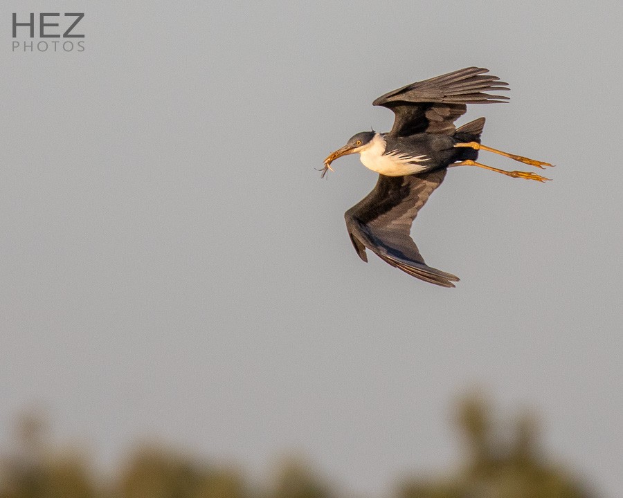Pied Heron - ML642751154