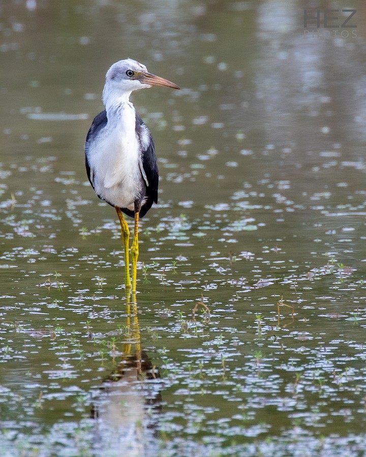 Pied Heron - ML642751156