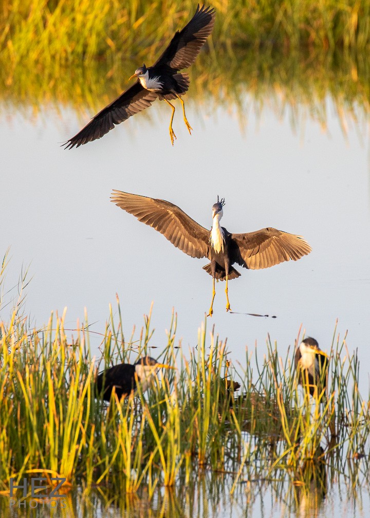 Pied Heron - ML642751157