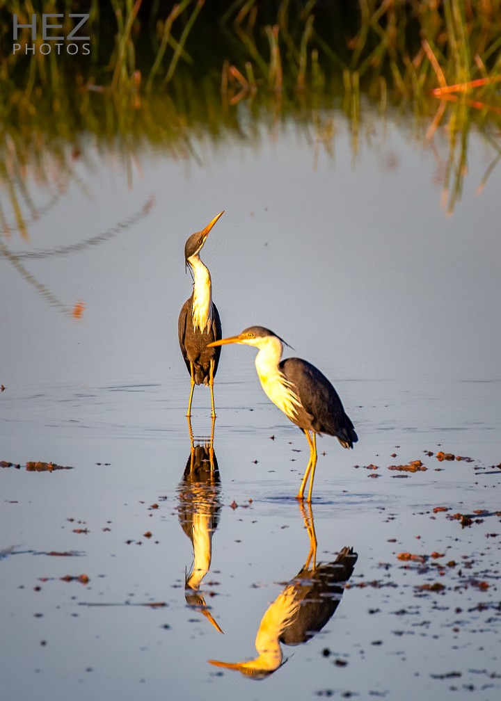Pied Heron - ML642751158