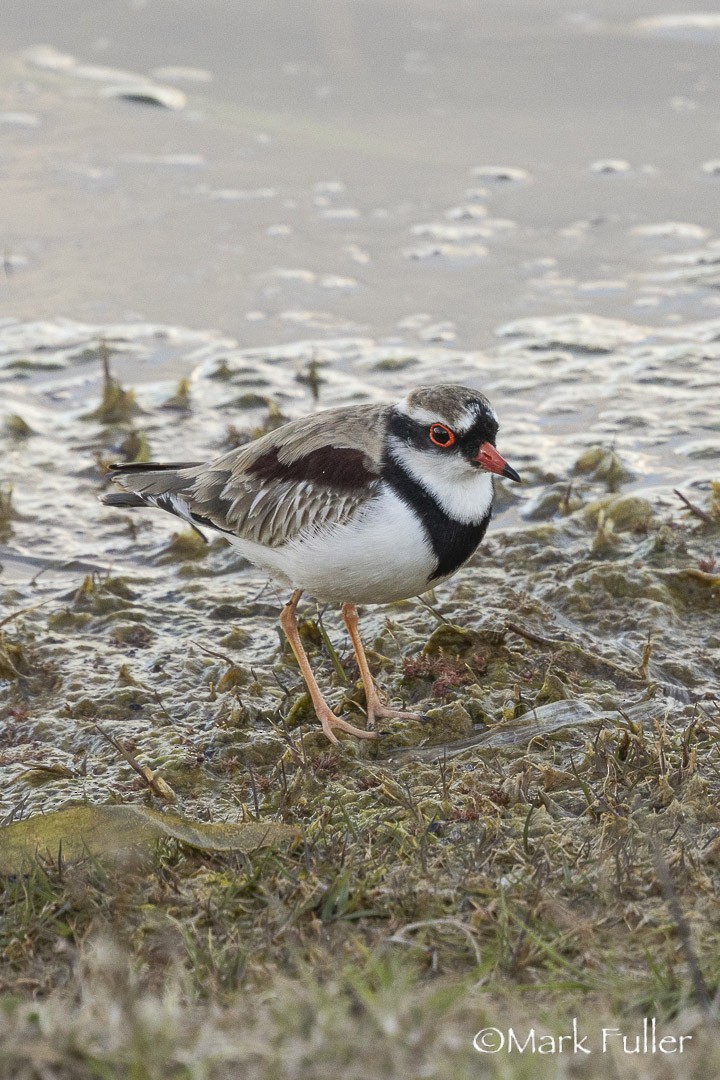 Black-fronted Dotterel - ML642751160