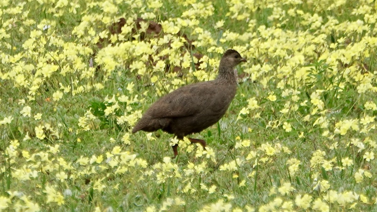 Gray-winged Francolin - ML642751165