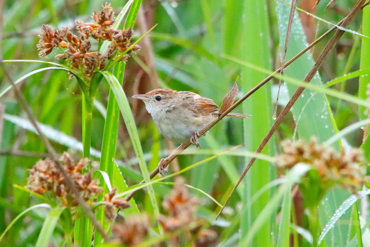 Tawny Grassbird - ML642751175