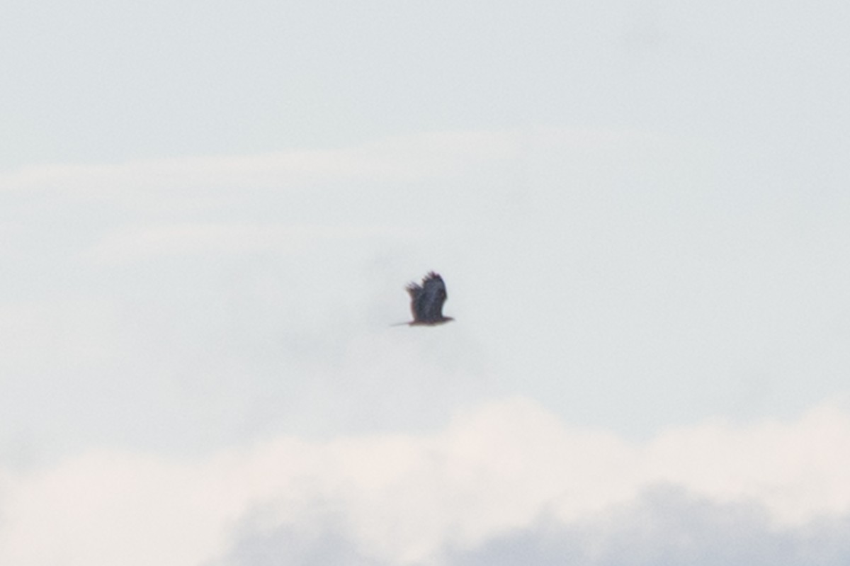 diurnal raptor sp. - ML642751196