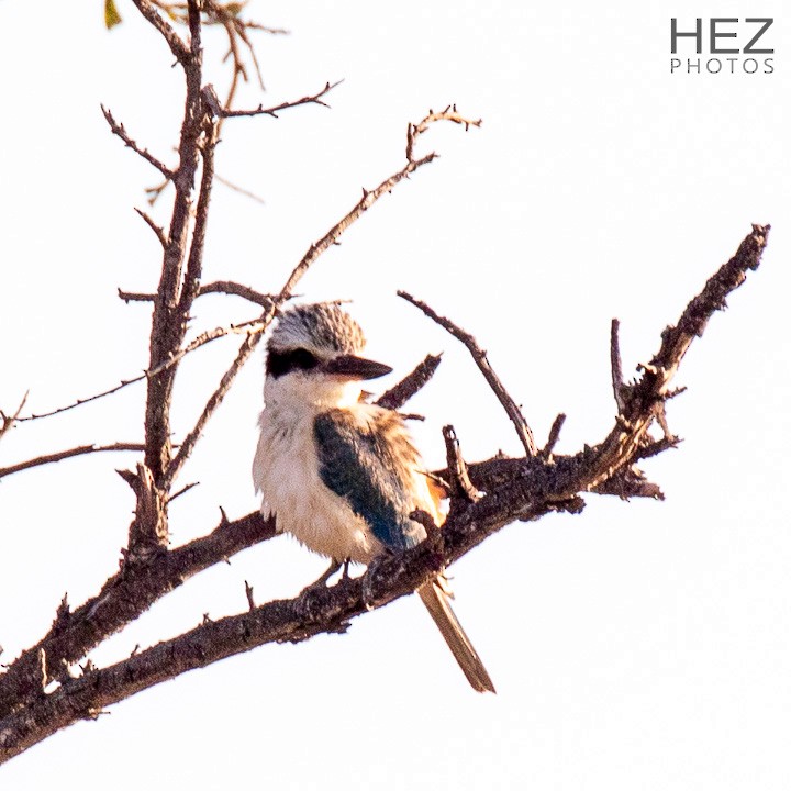Red-backed Kingfisher - ML642751200