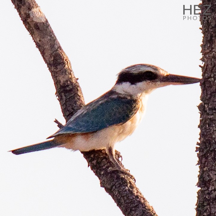 Red-backed Kingfisher - ML642751201