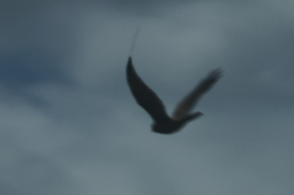 Brown Goshawk - ML642751220