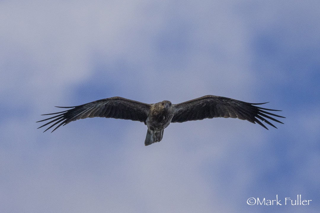 Whistling Kite - ML642751221