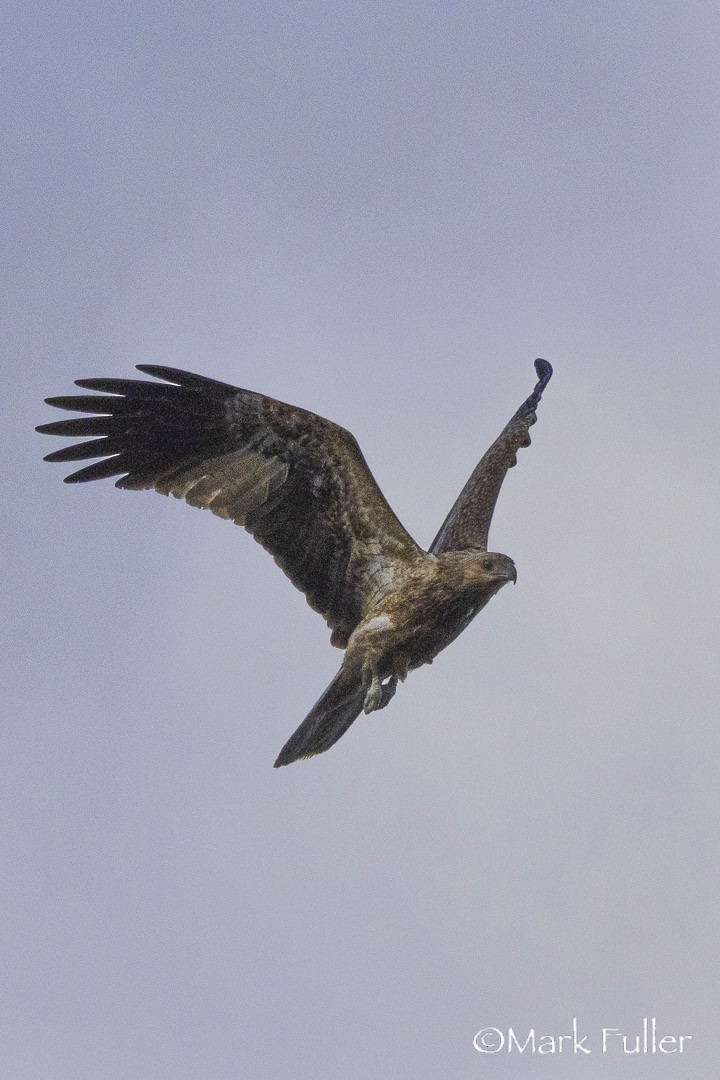 Whistling Kite - ML642751222