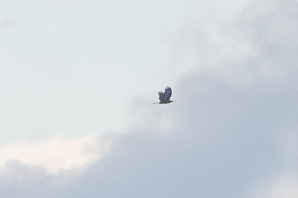 diurnal raptor sp. - ML642751228