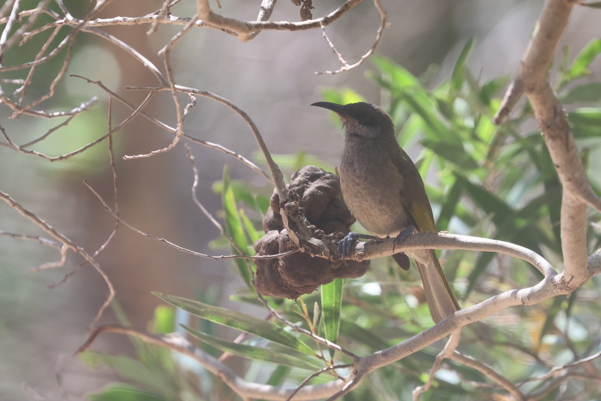 Dark-brown Honeyeater - ML642751230