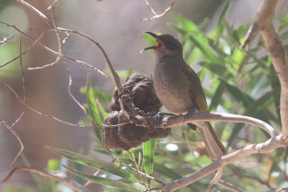 Dark-brown Honeyeater - ML642751231