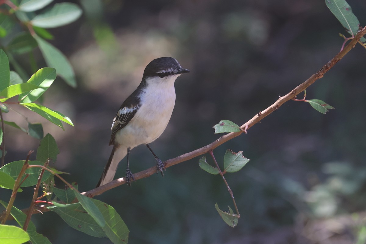 Long-tailed Triller - ML642751241