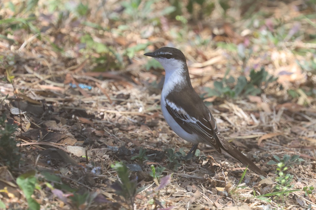 Long-tailed Triller - ML642751243