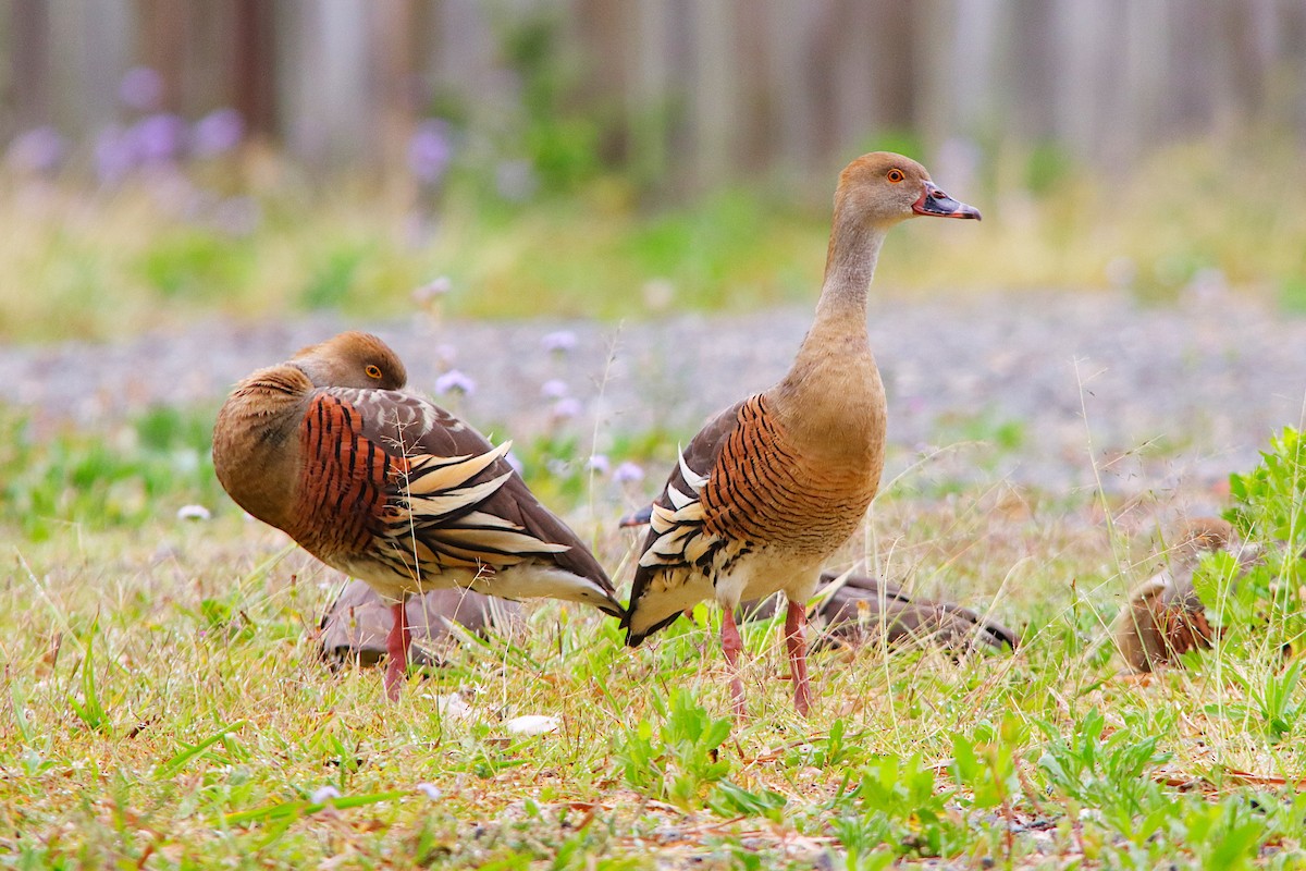 Plumed Whistling-Duck - ML642751244