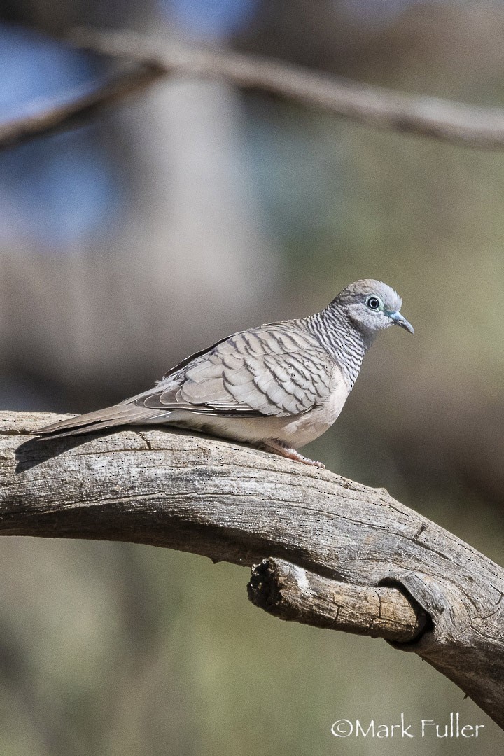 Peaceful Dove - ML642751248
