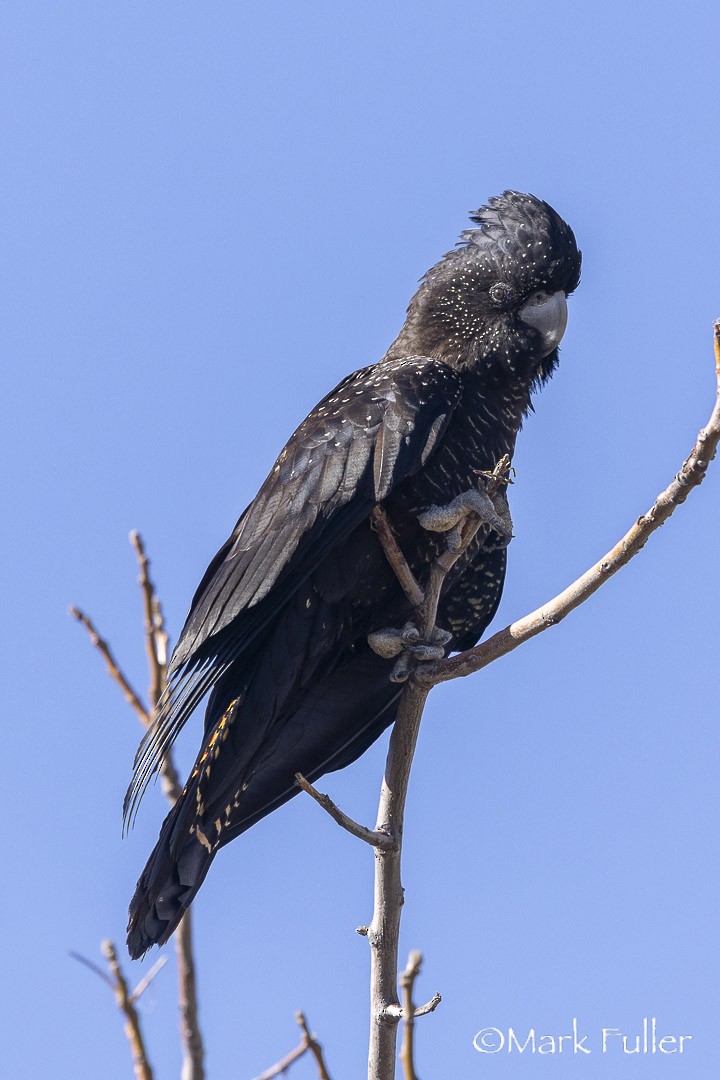 Red-tailed Black-Cockatoo - ML642751275