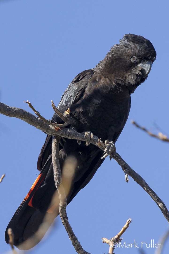 Red-tailed Black-Cockatoo - ML642751276