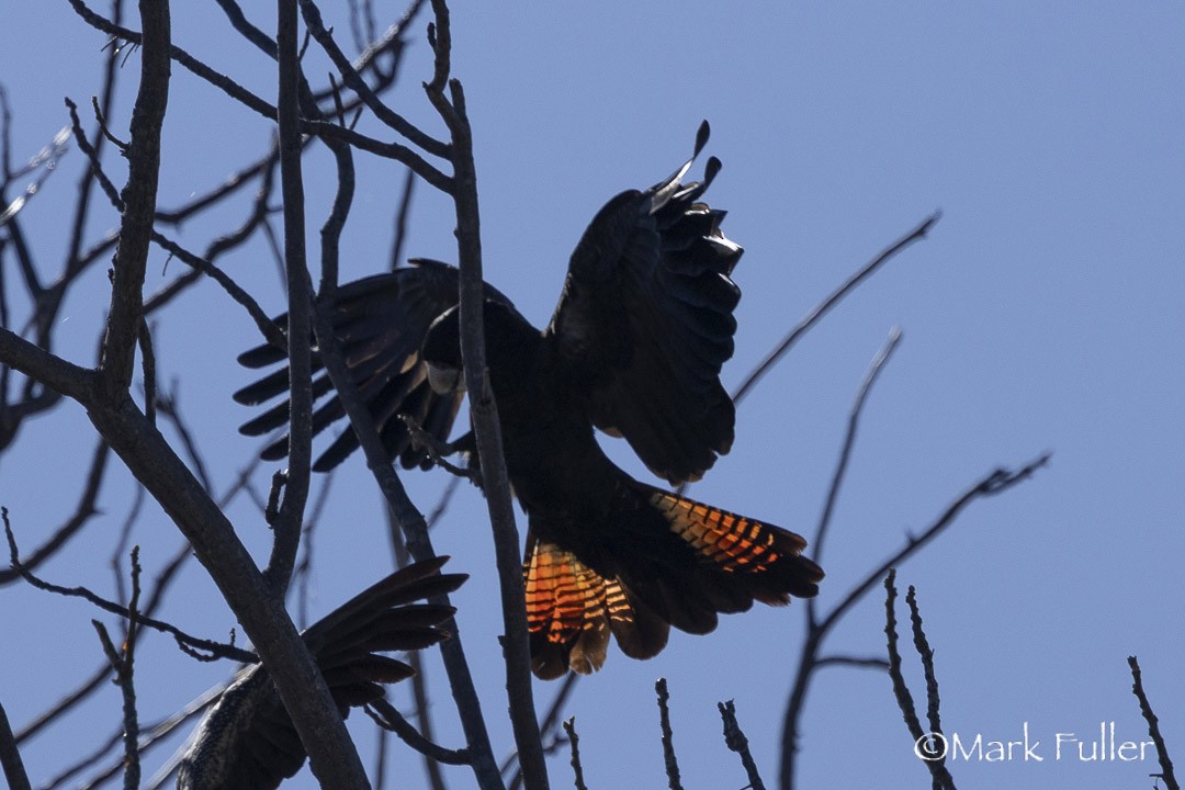 Red-tailed Black-Cockatoo - ML642751277