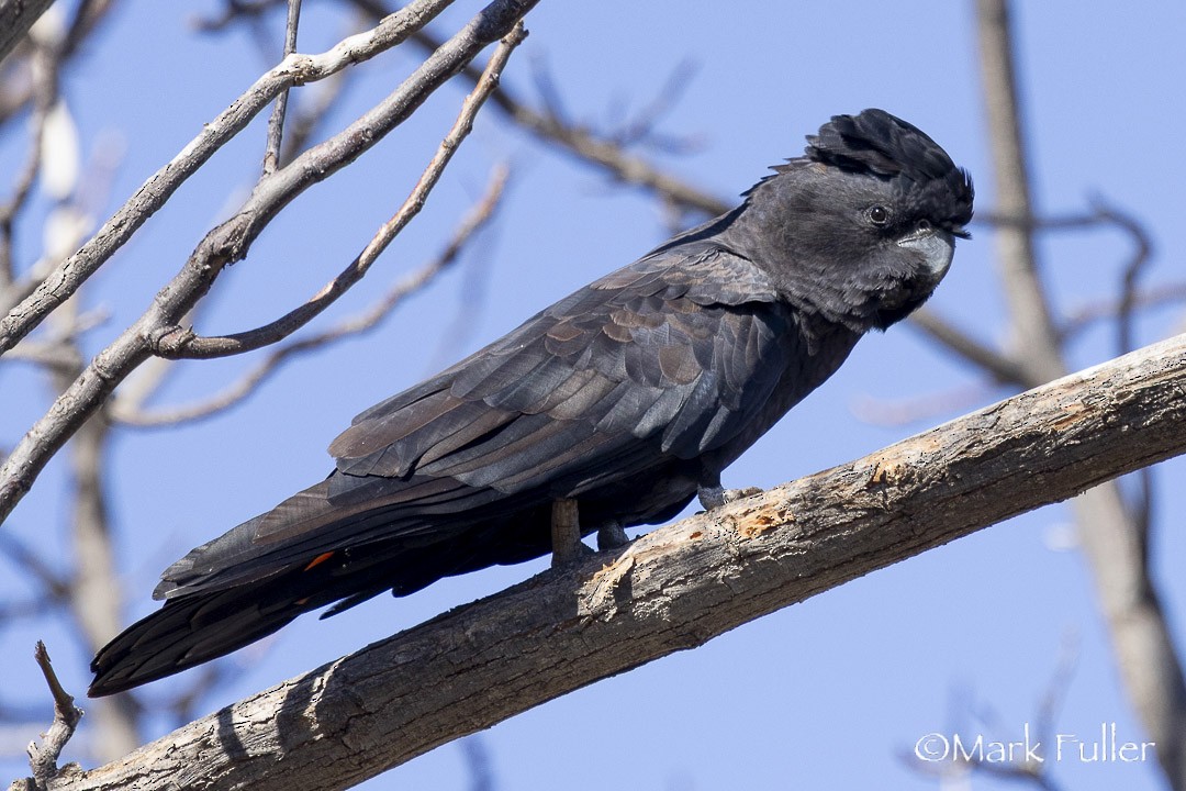 Red-tailed Black-Cockatoo - ML642751278
