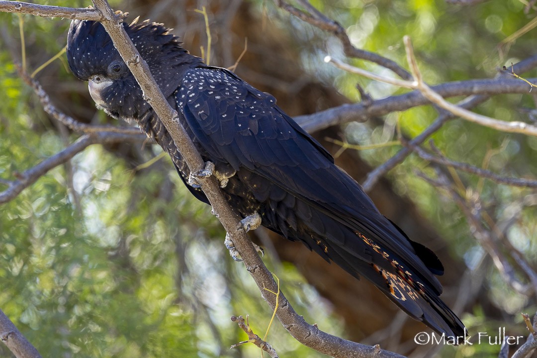 Red-tailed Black-Cockatoo - ML642751279