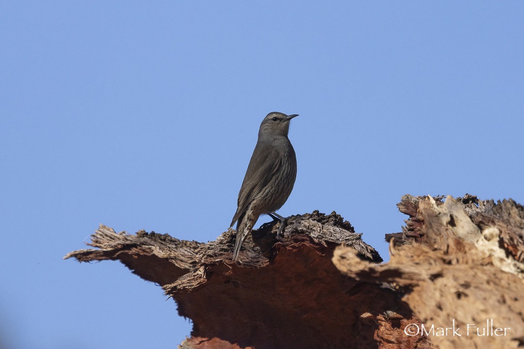 Brown Treecreeper - ML642751282