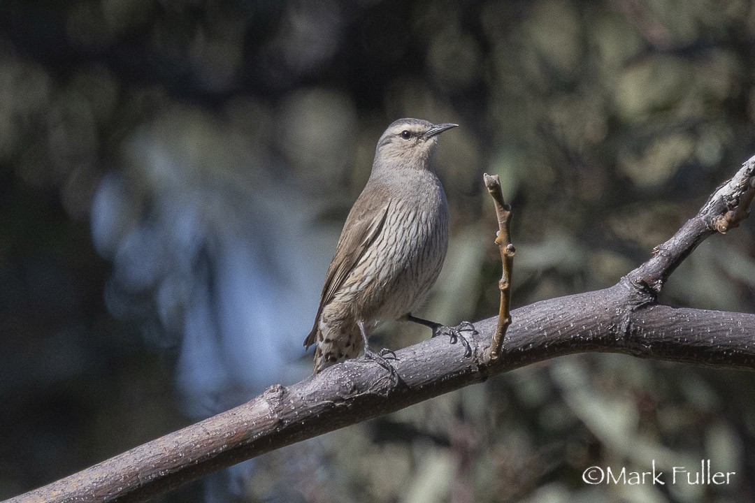 Brown Treecreeper - ML642751283