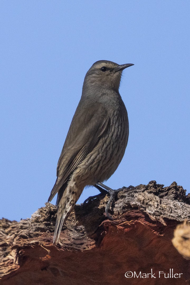 Brown Treecreeper - ML642751284