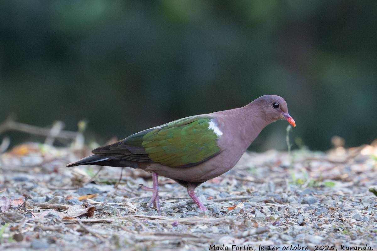 Pacific Emerald Dove - ML642751296