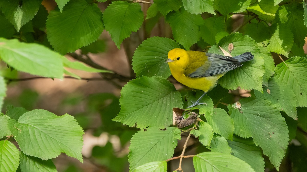 Prothonotary Warbler - ML642751307