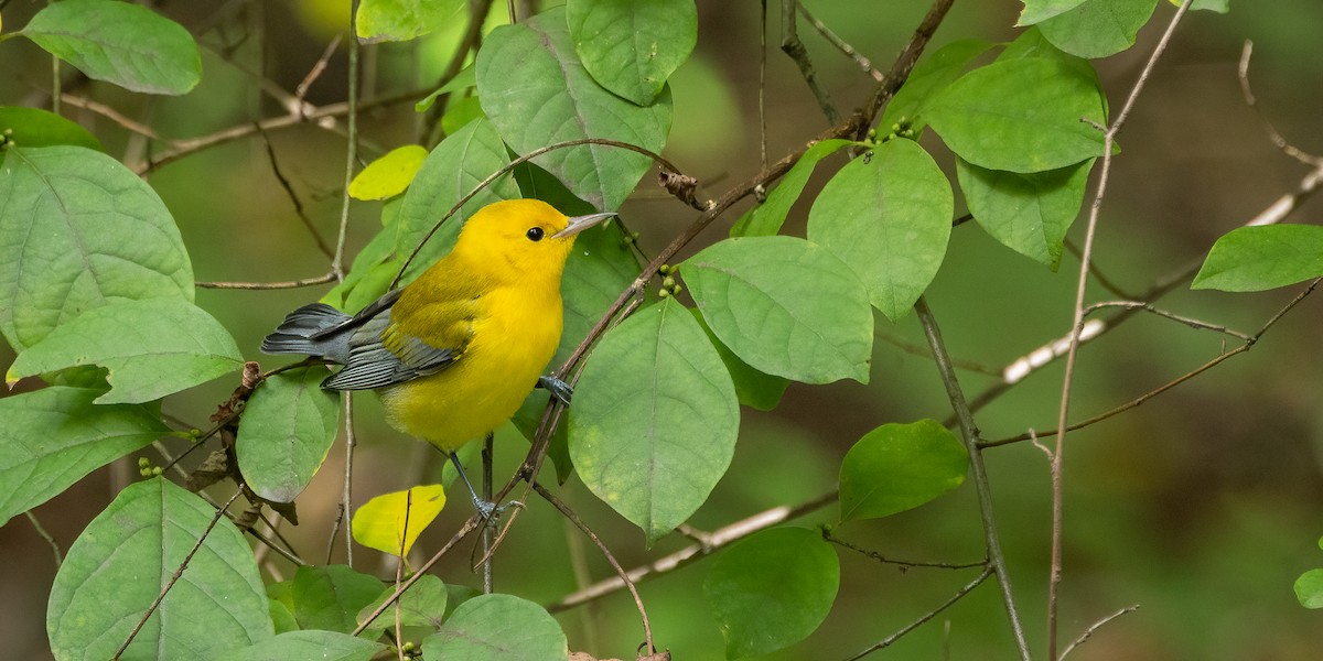 Prothonotary Warbler - ML642751315
