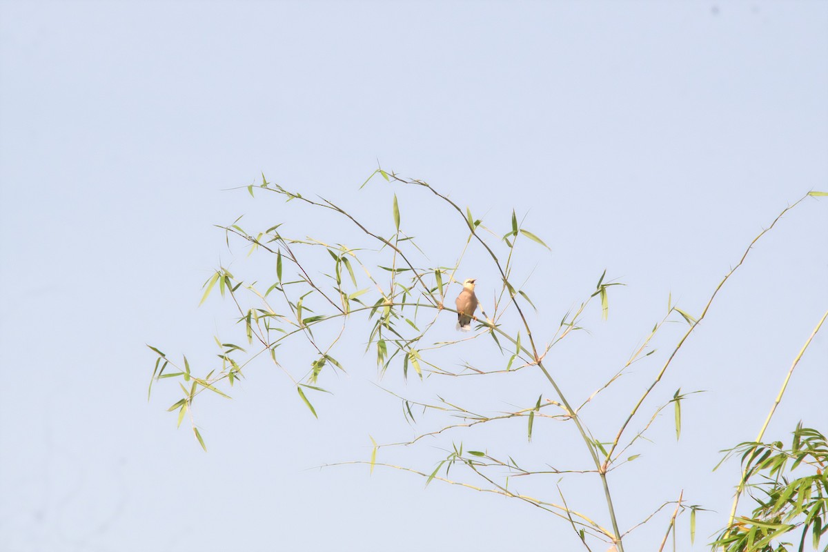 Vinous-breasted Myna - ML642751317