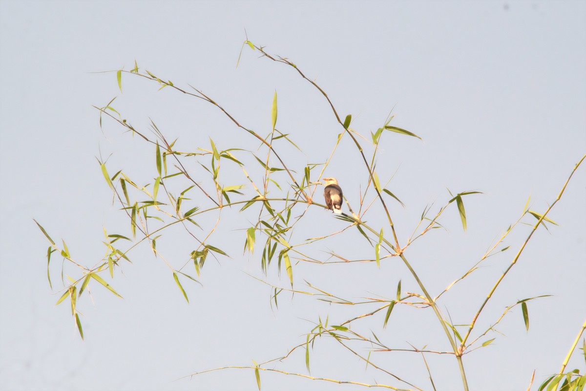Vinous-breasted Myna - ML642751318