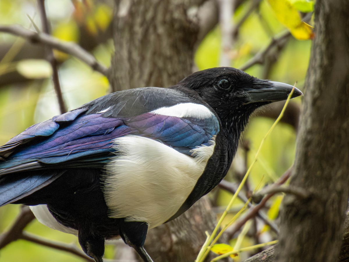 Oriental Magpie - ML642751325