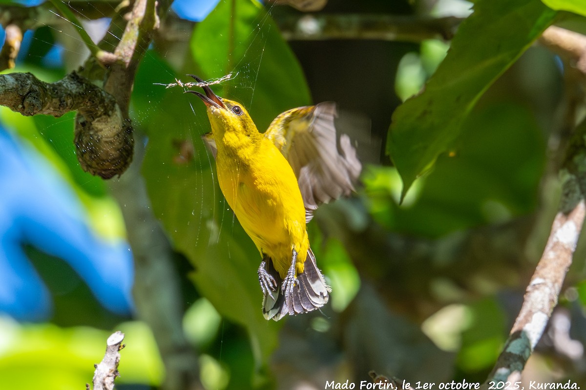 Sahul Sunbird - ML642751334